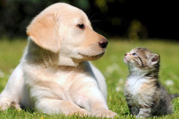 Blessing of the Animals date set by Humane Society of Vero Beach.