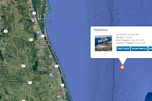 Katharine, a great white shark, makes a visit near Vero Beach.