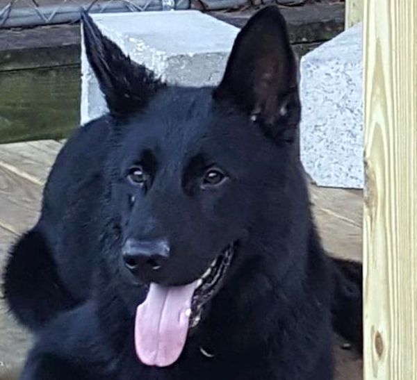 Sebastian Police K-9 named Diesel dies at the Brevard County Courthouse in Melbourne, Florida.