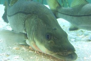 Snook season set to begin in Sebastian and Vero Beach.