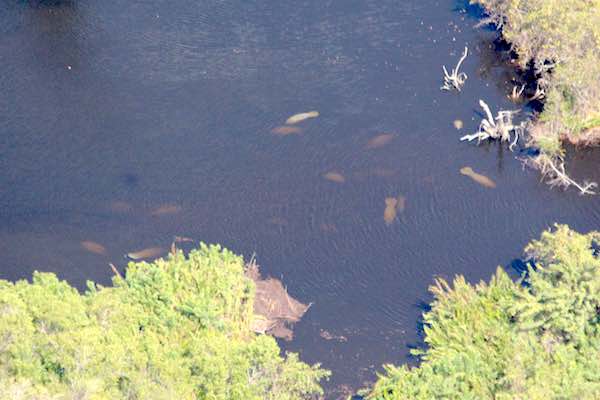 The Florida Fish and Wildlife Conservation Commission is monitoring sea turtles and manatees in Sebastian and Vero Beach following colder temperatures.