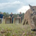 Panther family returns to the wild. Photo by Carlton Ward Jr. in partnership with FWC.