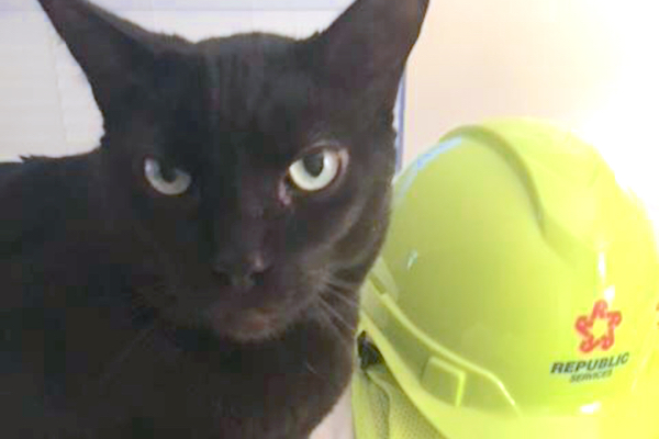 A cat named Galt next to a Republic hardhat and vest, which was worn by his owner during the rescue at the landfill.