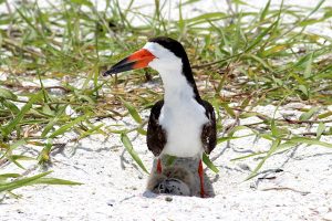 FWC photo by Carol Rizkalla.