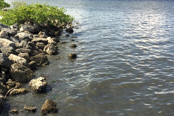 Straw ban could make its way to Sebastian, Florida.