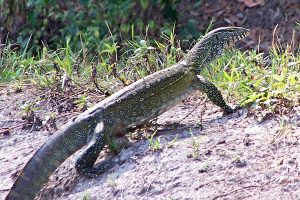 Florida Fish and Wildlife Conservation Commission is taking steps to combat the introduction and spread of these non-native animals.