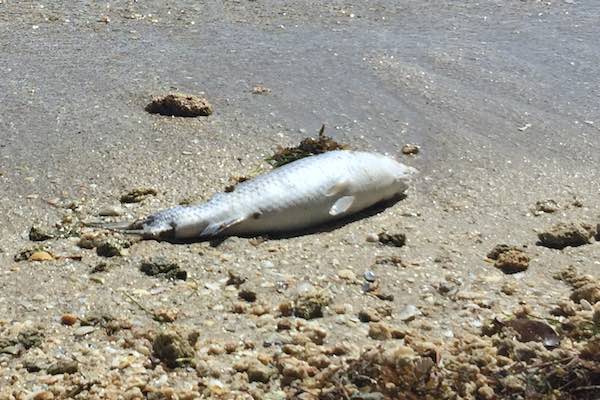 Dead fish along the banks of Indian River Lagoon in Sebastian, Florida.