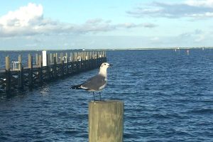 Red Tide cleanup underway in Sebastian and Vero Beach, Florida.