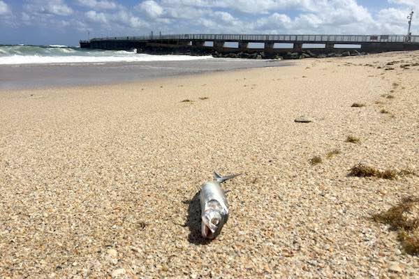 Small businesses affected by red tide can now apply for loans in Florida.