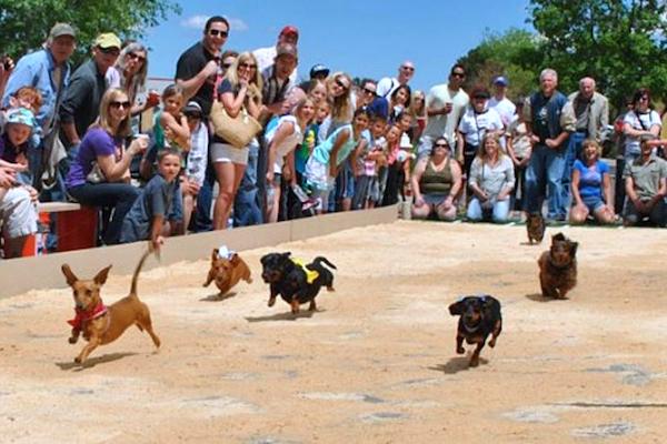 Pareidolia Brewing Co. presents Running of the Wieners in Sebastian, Florida.