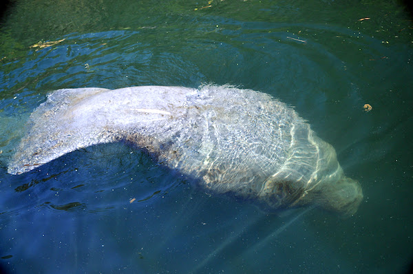 November is Manatee Awareness Month. (Photo: Tim Donovan.)