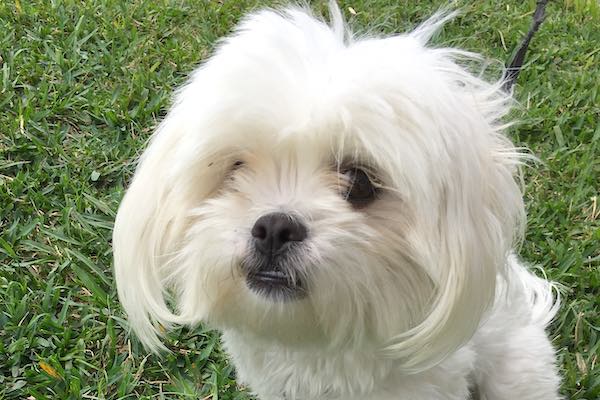 Neighbors volunteer to take dog for walks in Barefoot Bay.