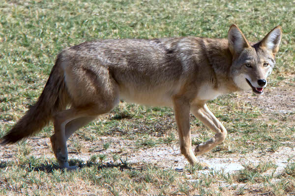 Coyotes have been a big topic of discussion in Sebastian, Florida.