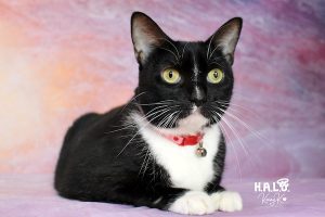 Lolita is a cat at HALO No-Kill Rescue Shelter in Sebastian, Florida.