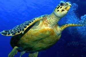 Hawksbill sea turtle seen near Sebastian Inlet State Park.