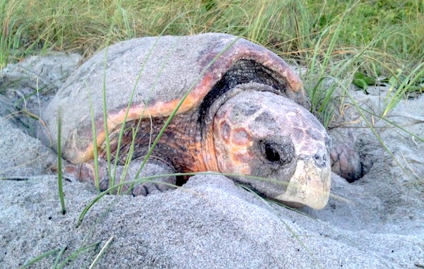 Sea turtles lay eggs during the months of June and July in Sebastian, Florida.