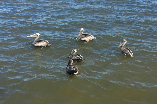 Weekend fun in Sebastian, Florida.