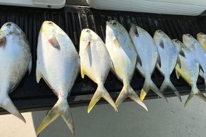 Pompano fish