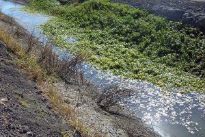 Integrated Pest Management in Sebastian, Florida.