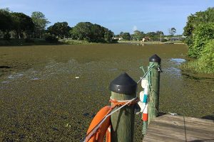 Canal near Hardee Park in Sebastian, Florida.