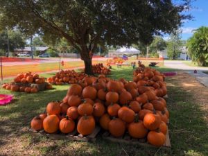 Roseland Pumpkin Patch