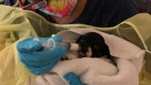 Several dogs were left abandoned in Vero Beach.