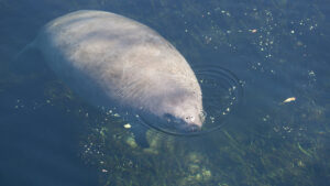 Florida Manatee