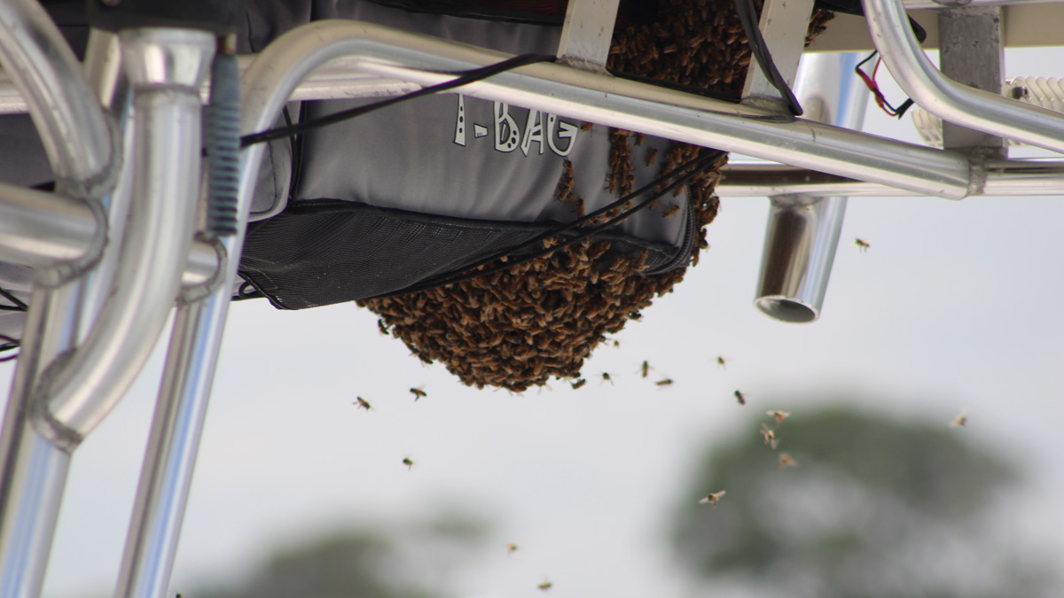 Honey Bees on Boat