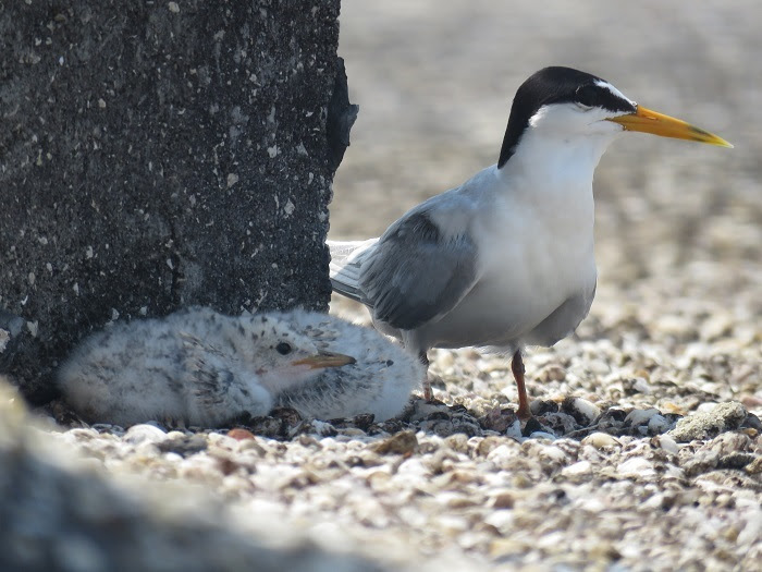 Nesting Birds