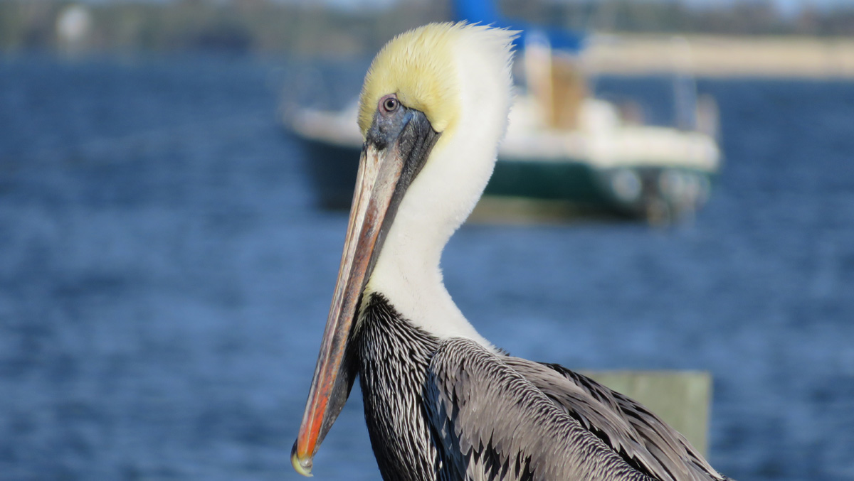 Pelican and sailboat