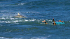 Sharks swim around Sebastian Inlet surfer. (Photo by Laura Evans)