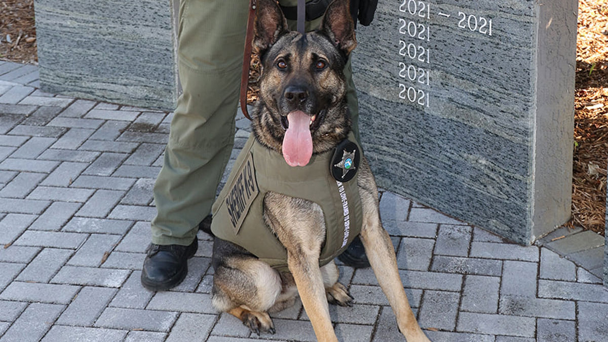 K-9 Armor