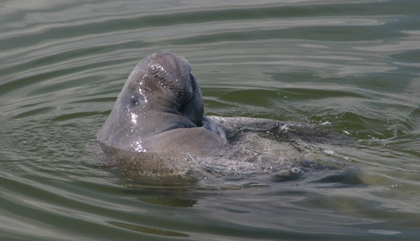 Manatee