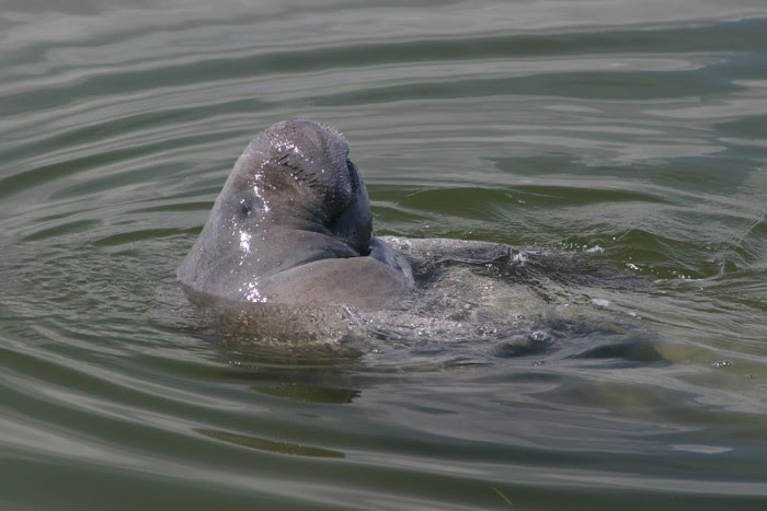 Florida Manatee / Courtesy of FWC