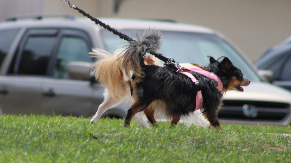 Pets are forbidden inside Riverview Park in Sebastian during major events.