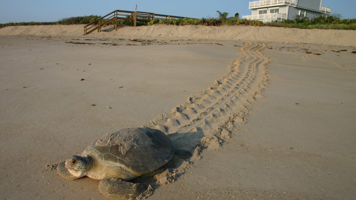 Sea Turtles