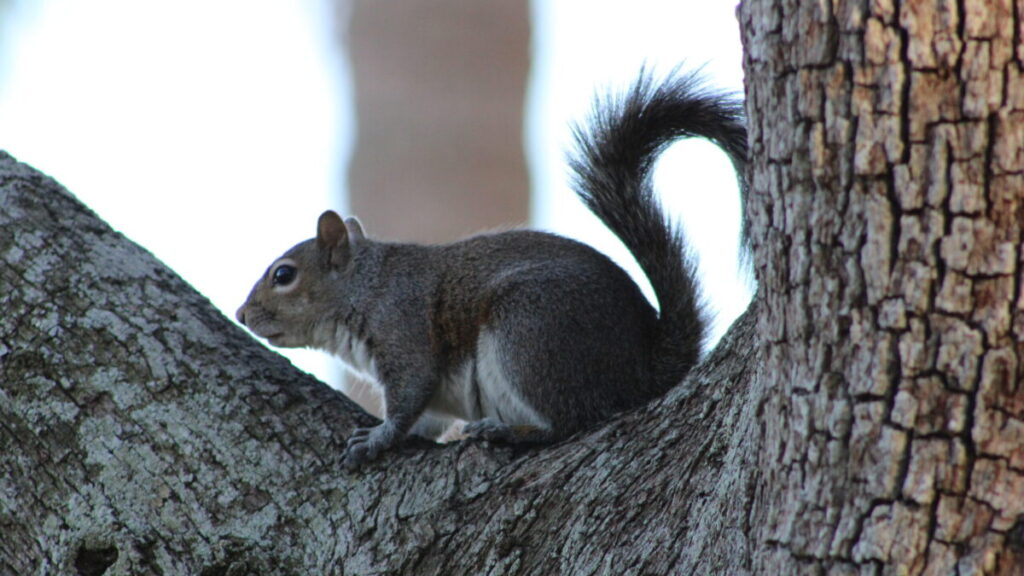 Tree City USA Growth Award