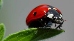 laPorte Farms hosts live ladybug launch.