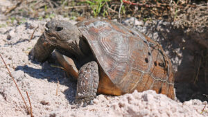 Florida Wildlife Hospital