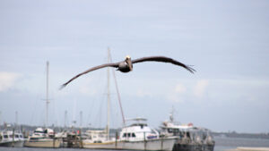 Weather in Sebastian, Florida.