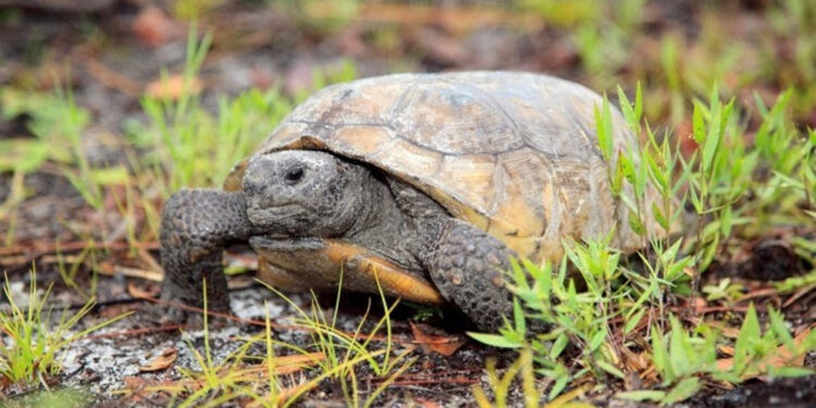 Gopher Tortoise