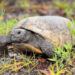 Gopher Tortoise