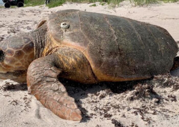 An adult loggerhead sea turtle crawling back to the ocean / Quintin Bergman IRC