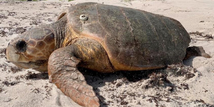 An adult loggerhead sea turtle crawling back to the ocean / Quintin Bergman IRC