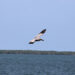 Pelican flying in Sebastian, Florida (Photo: Andy Hodges)