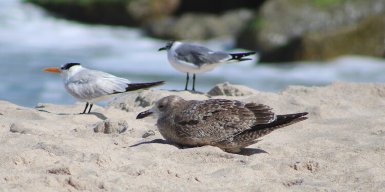 Shorebirds on the beach near Sebastian Inlet (Credit: Andy Hodges)