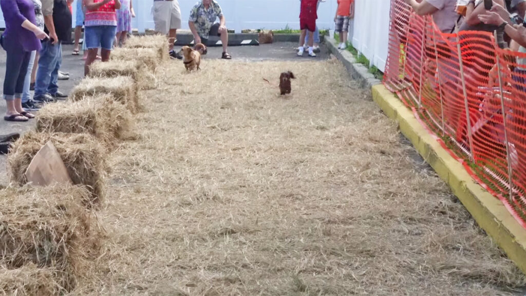 Running of the Wieners at the Pareidolia Brewing Company