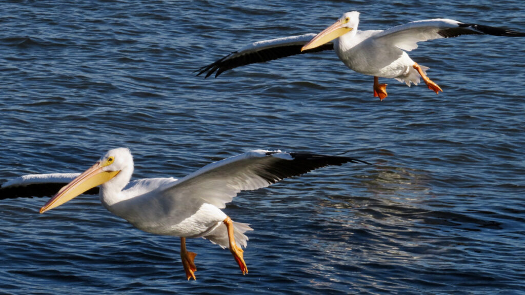 White Pelicans in Sebastian, Florida.