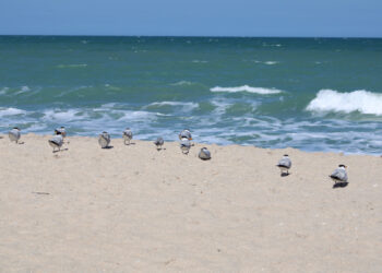 Indian River County Beaches