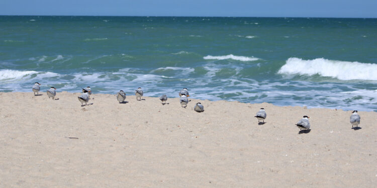 Indian River County Beaches